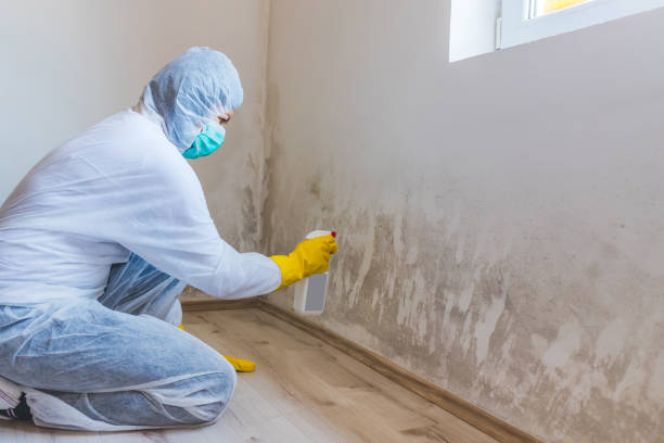 Licensed Mold Remediation service in Cameron, TX - WQB Mold Removal